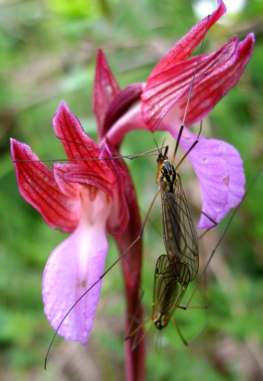 Tipula su Orchis papilionacea
